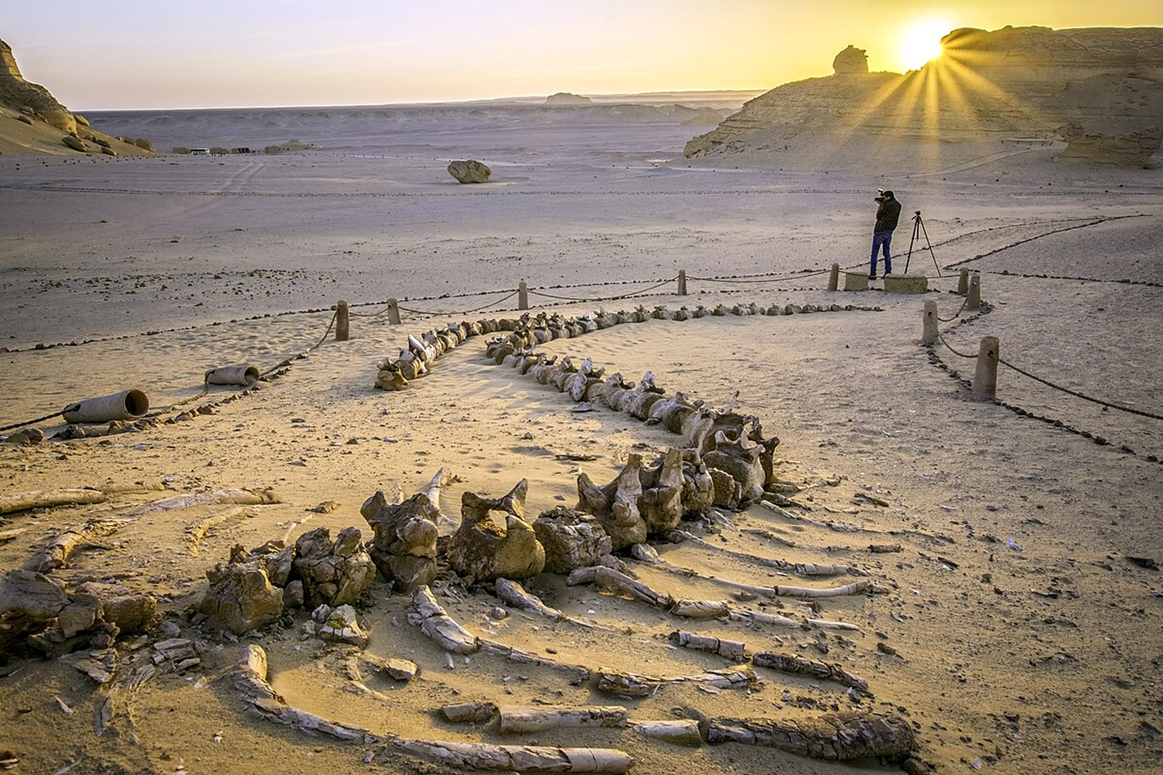 Full-Day Tour to Fayoum and Valley of the Whales