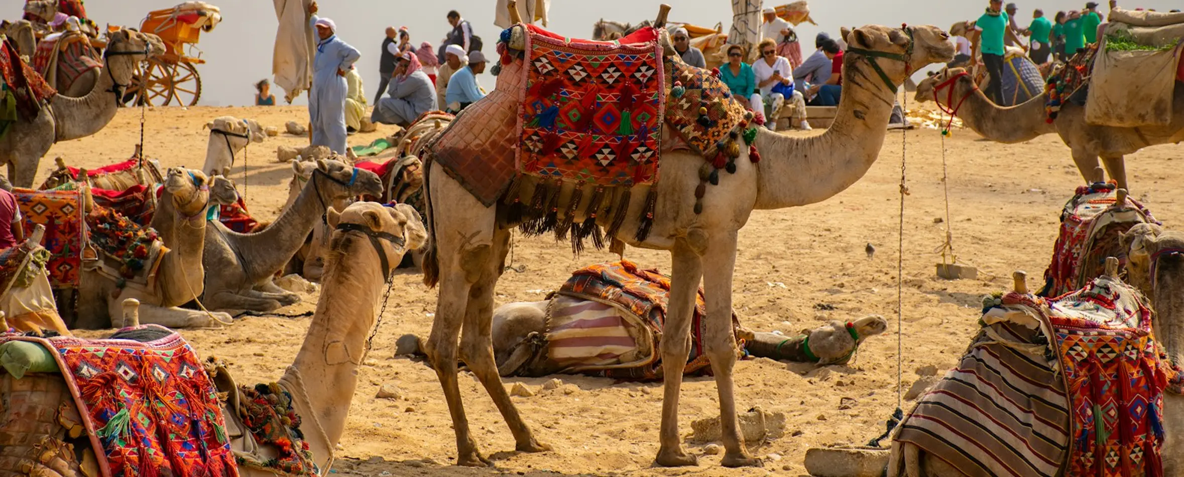 Desert travel experience with camels